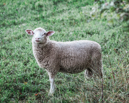 Precious Lamb