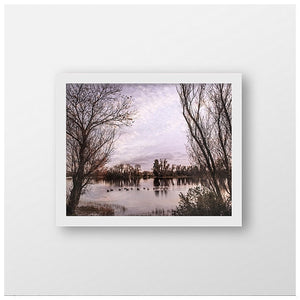 Nature Photography | Ducks on a Pond | Winter Landscape | Family of Ducks-Photograph-Patti Mustain 